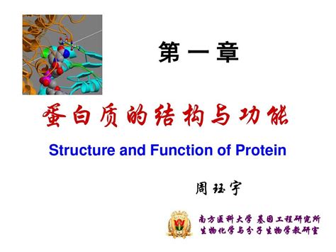 蛋白质的结构和功能word文档在线阅读与下载无忧文档