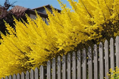 Forsythia Tensorart