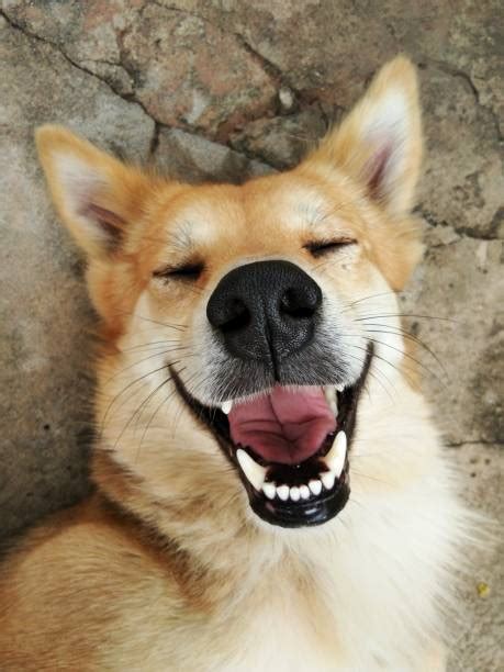 Laughing Dog Stock Photos, Pictures & Royalty-Free Images - iStock