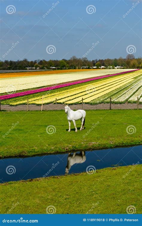 White Horse And Tulip Field In Rural Netherlands Stock Photo Image Of