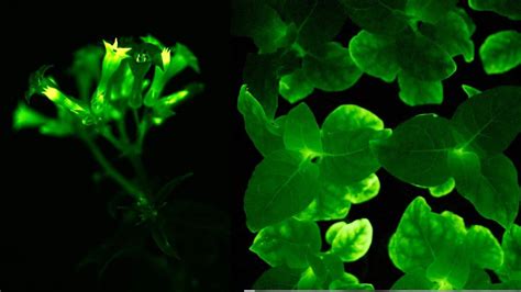 These Stunning Genetically Engineered Plants Glow Bright Green