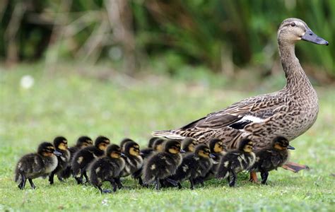 Flying Mallards Chicks Pepper Ponderosa