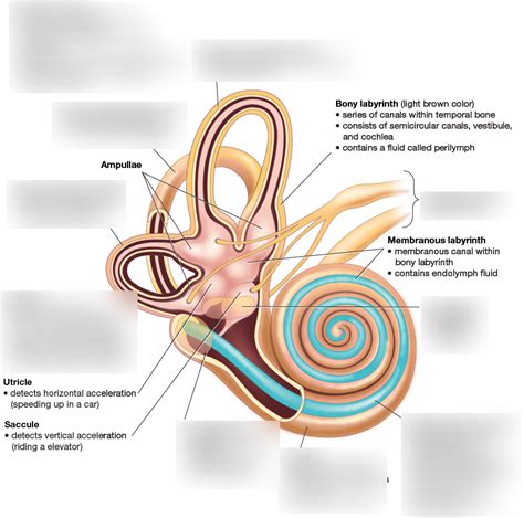 Inner Ear Diagram Quizlet