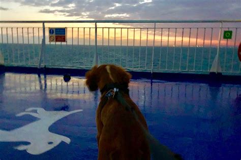 REVIEWED Pet Friendly Cabin On Brittany Ferries Worth It Or Not