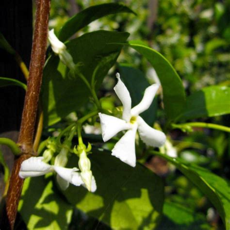 Trachelospermum Jasminoides Vine