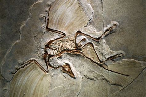 15 BEST Dinosaur Fossil Discoveries Of All Times | Bio Explorer