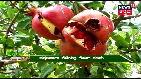 ಅನ್ನದಾತ ದಾಳಿಂಬೆ Pomegranate Cultivation Tips May 6 2018 Youtube