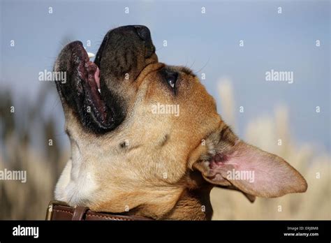 Continental Bulldog Portrait Stock Photo - Alamy