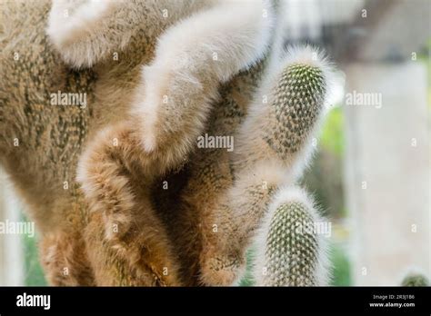 Worm Crested Hair Green Cactus Stock Photo Alamy