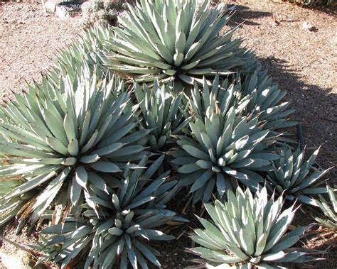 PlantFiles Pictures: Agave Species, Black-spined Agave, Century Plant ...