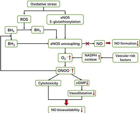 Figure From The Roles Of Nitric Oxide Synthase Nitric Oxide Pathway