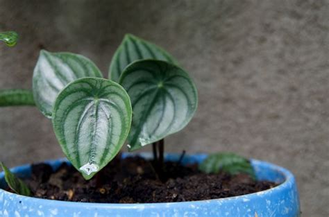 What Is the Best Soil for Peperomia? - The Practical Planter