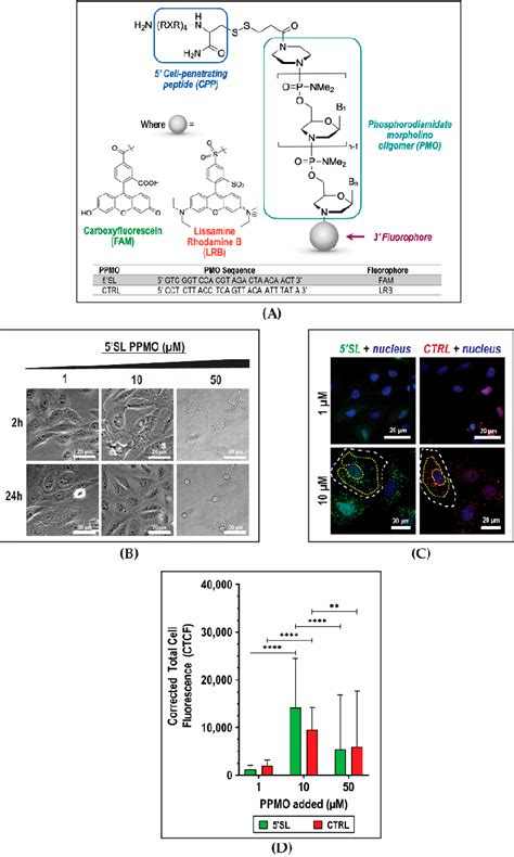 Figure From Peptide Conjugated Phosphorodiamidate Morpholino