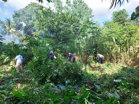 Panamá Este prepara Vivero de Tapagra para campaña forestal MiAmbiente