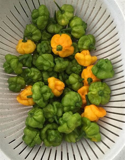 Buy Jamaican Scotch Bonnet Pepper Plant Online Caromaica Watt