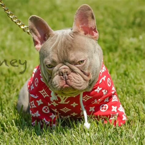 Houston French Bulldog Stud Service Puppies For Sale Texas