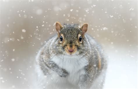 Wildlife Winter Exclusion: How Snow Affects Wildlife - Rat Removal