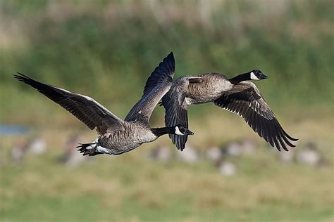 Bay Heal India Canada Goose In Flight Offense From Now On Masterpiece