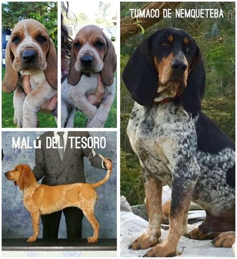 Pin by Ponto Moreno on Sabueso fino colombiano | Dogs, Hunting dogs ...