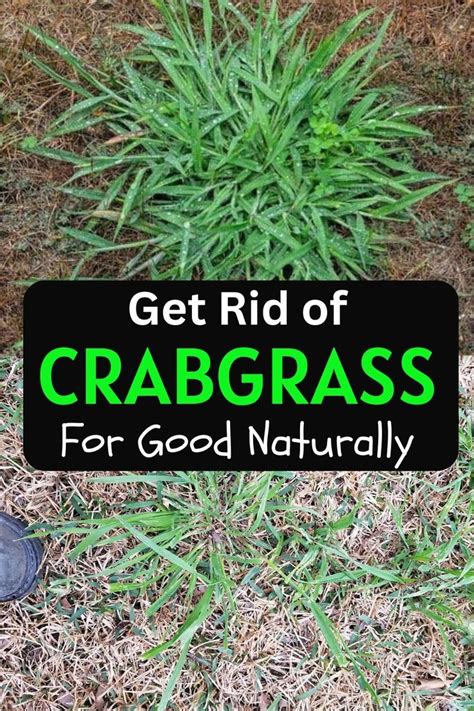 How To Kill Crabgrass With Baking Soda Natural Crabgrass Killer Artofit