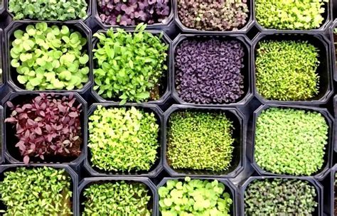 Most Profitable Microgreens Super Guide Helpful Tips