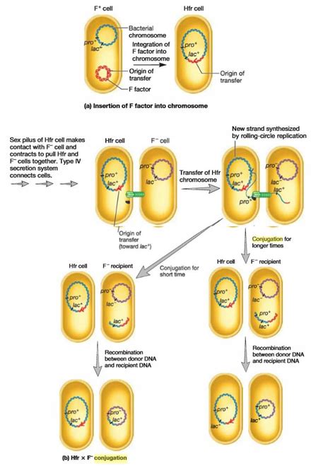 Conjugation Bacterial Hfr Horizontan Gene Transfer Auxotroph