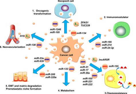 The Mechanisms Of The Exosomal Ncrnas Involved In Cancer Metastasis