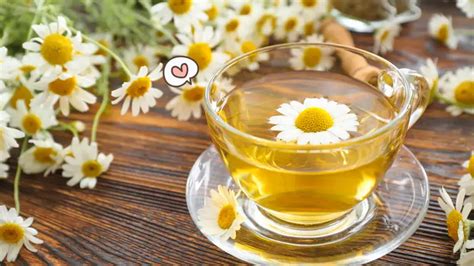 Manfaat Teh Chamomile Untuk Kesehatan Fisik Dan Mental Orami