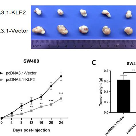 KLF2 Overexpression Suppresses Tumor Growth In The Xenograft Mouse