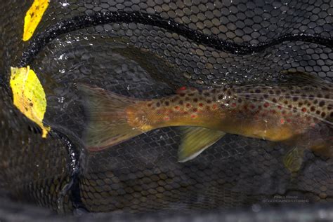 Seasons Within Trout Season