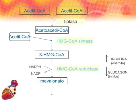 Cetogenesis Cetolisis