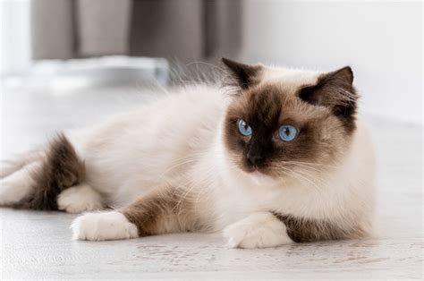 The 5 Best Ragdoll Breeders In Michigan