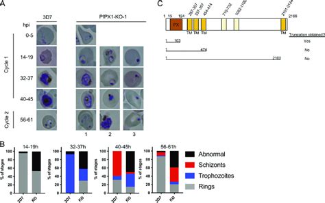 Phenotypic Analysis Of The Growth Of The PfPX1 Knockout Line A Light