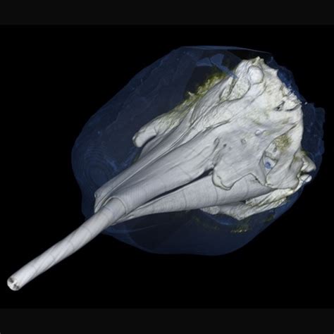 3D Volume Rendering Technique VRT Reconstruction Marine Science