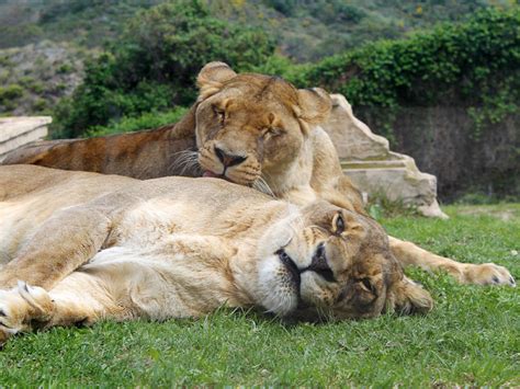 Top Imagen Cuanto Tiempo Viven Los Leones Abzlocal Mx