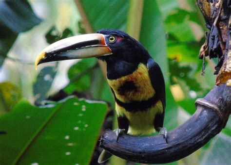 Excursión al Bosque Nuboso de Mindo y observación de aves GetYourGuide