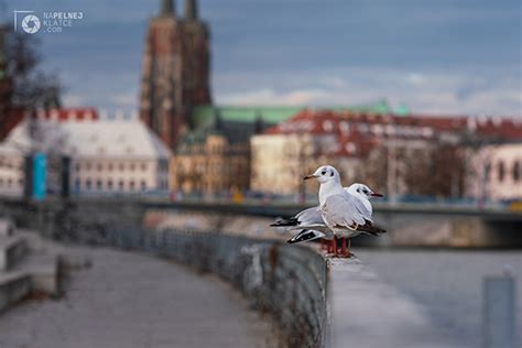 Fotografia Krajobrazowa Zdjęcia Kotliny Kłodzkiej i Dolnego Śląska