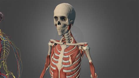 Anatomy 3d Model By Vicentemolina 0e9ade8 Sketchfab