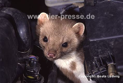Automarder - Steinmarder - Tier-Presse - Fotos online bestellen