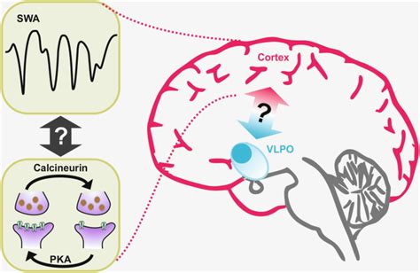 Tug Of War Between Phosphatase And Kinase During Sleep Cell Research