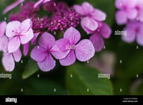 Beautiful Pink Flowers Stock Photo Alamy