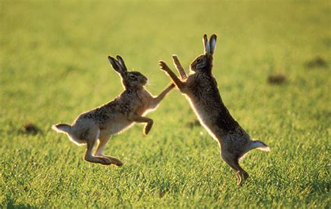 Hare mythology hares in folklore hare symbolism and boxing hares – Artofit