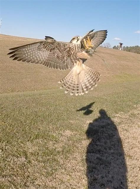 Pin By Raptor Hill Falconry On Birds Of Prey At Raptor Hill Falconry