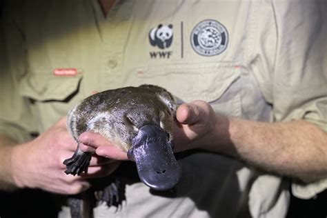 Platypus Released Into Sydneys Royal National Park After Being Locally