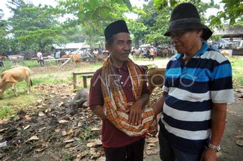 Tradisi Marosok Negosiasi Jari Ala Pedagang Ternak Minangkabau