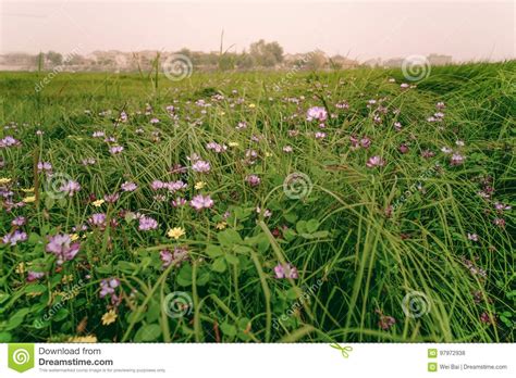 Paisaje Un Pueblo Hermoso Llenado De Las Flores De La Alfalfa Foto De