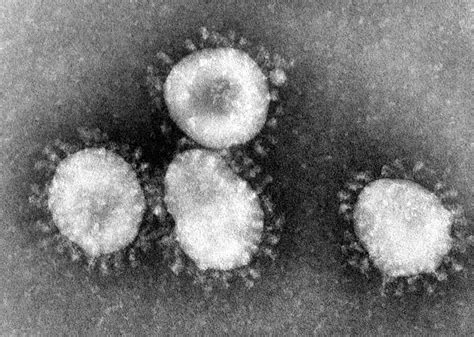 Coronavirus - Wikipedia