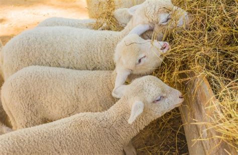 Creep Feeding Lambs What Is It Why Do It And Mistakes To Avoid