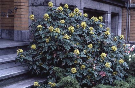 Mahonia aquifolium / Mahonia aquifolium - OnlinePlantGuide.com 5300 ...