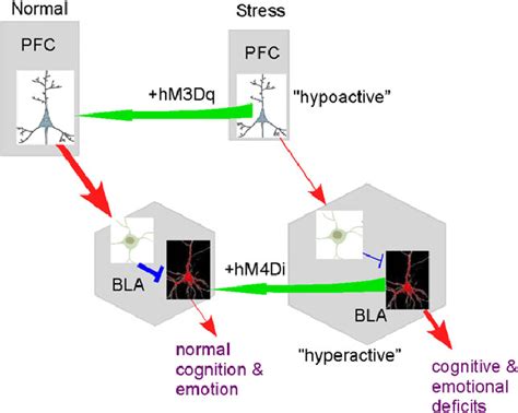 A schematic diagram showing the alterations in the neuronal circuits by ... 